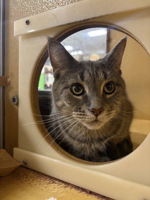 Princess, an adoptable Domestic Short Hair in Yardley, PA