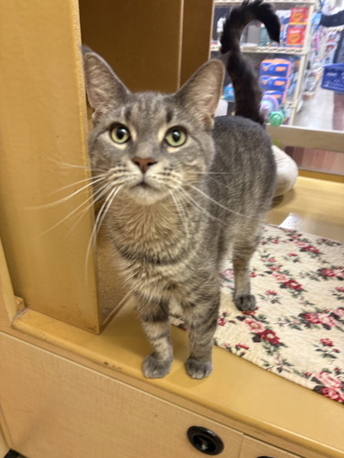 Princess, Adult Domestic Short Hair / Tabby (short coat), cat for adoption in Perth Amboy, New Jersey