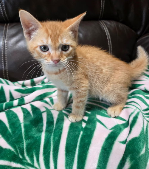 Owen, an adoptable Domestic Short Hair in Yardley, PA