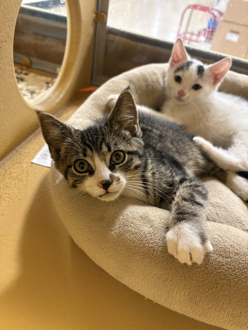 Will, Baby Domestic Short Hair / Tabby (short coat), cat for adoption in Camden, New Jersey