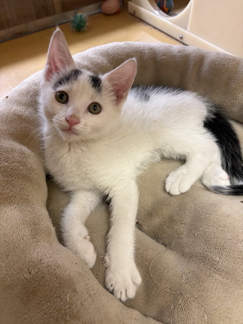 Phil, Baby Domestic Short Hair (short coat), cat for adoption in Camden, New Jersey
