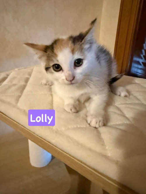 Lolly