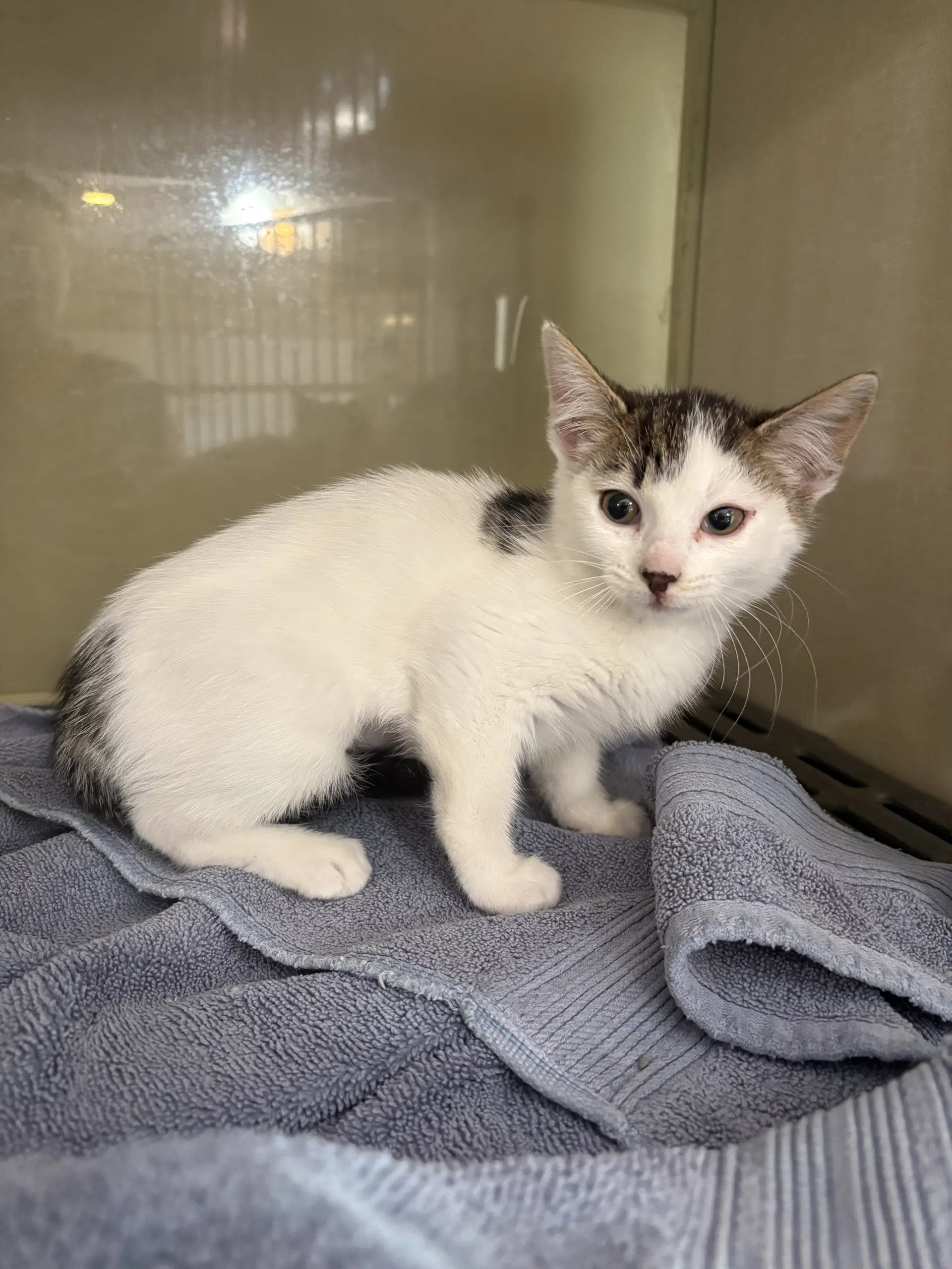Pepper - Domestic Short Hair