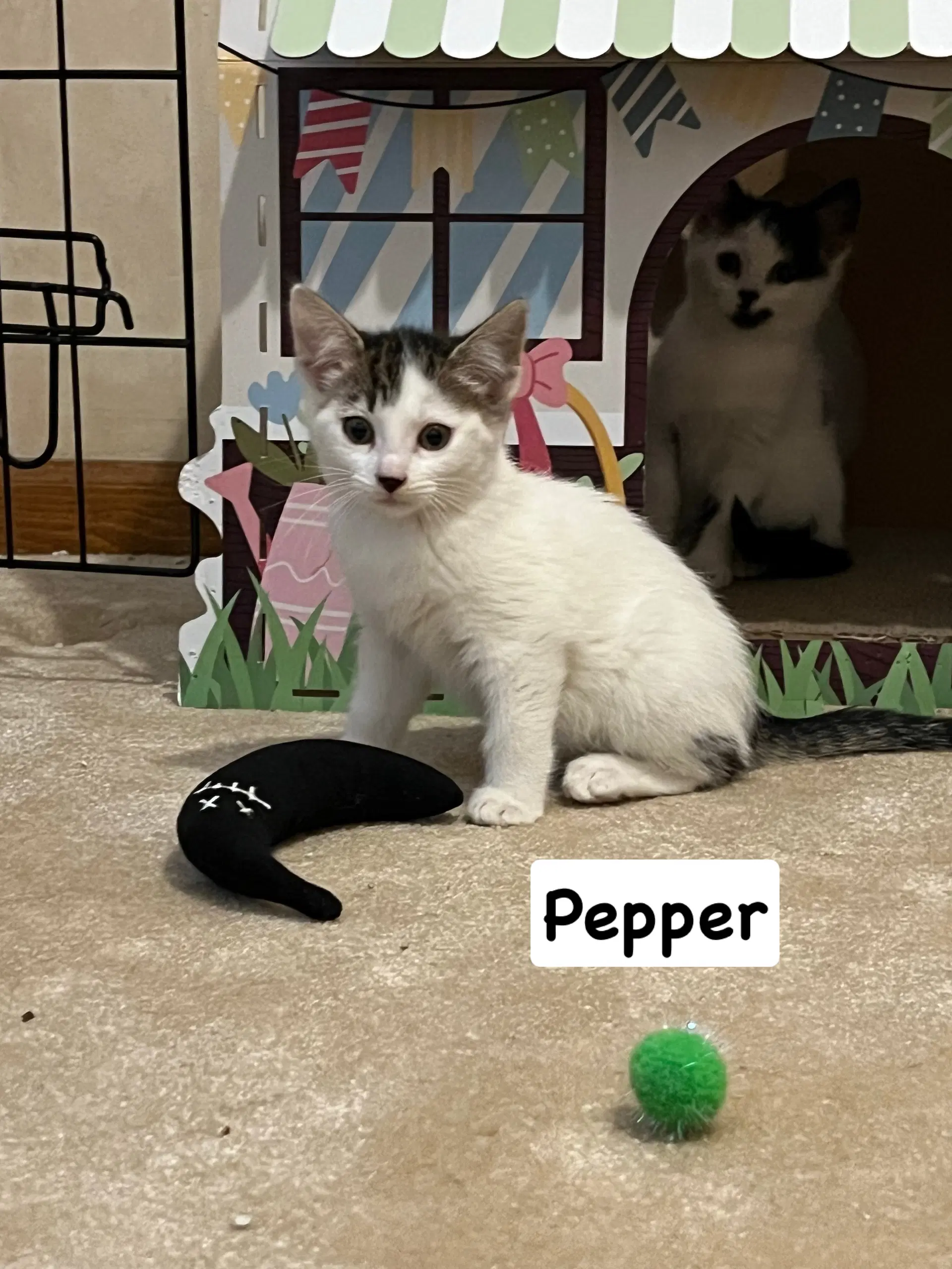 Pepper image 2