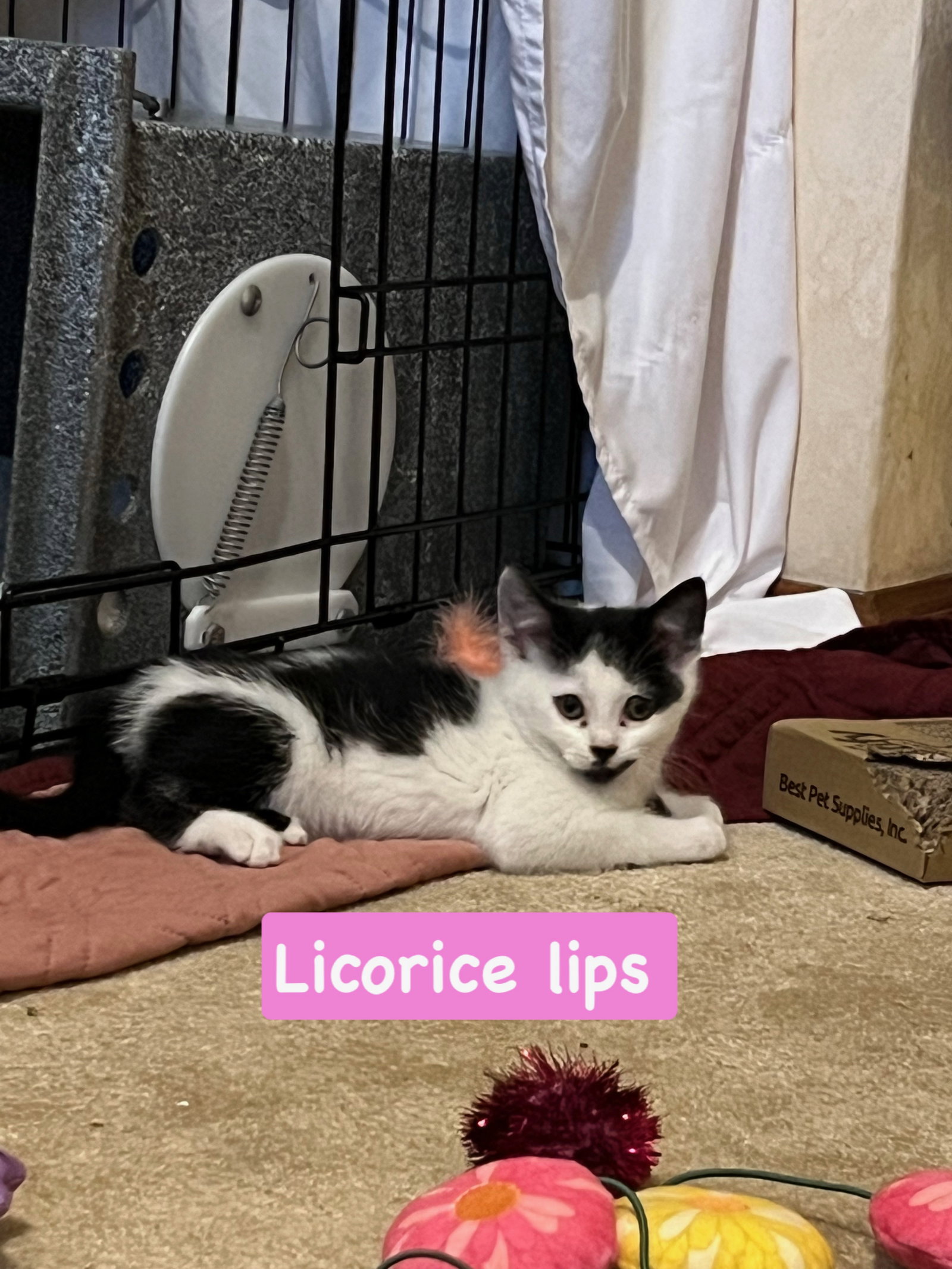 Licorice, photo 5