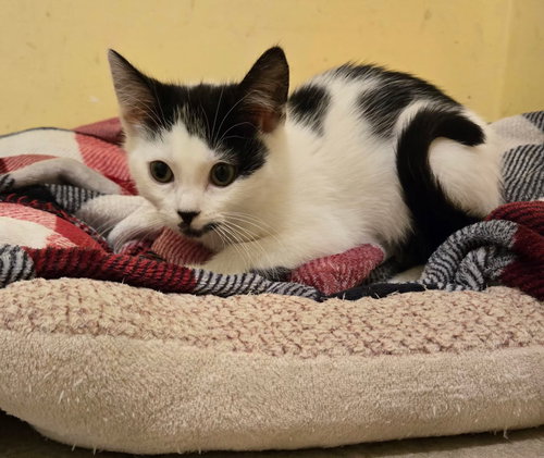 Licorice, Baby Domestic Short Hair (short coat), cat for adoption in Camden, New Jersey