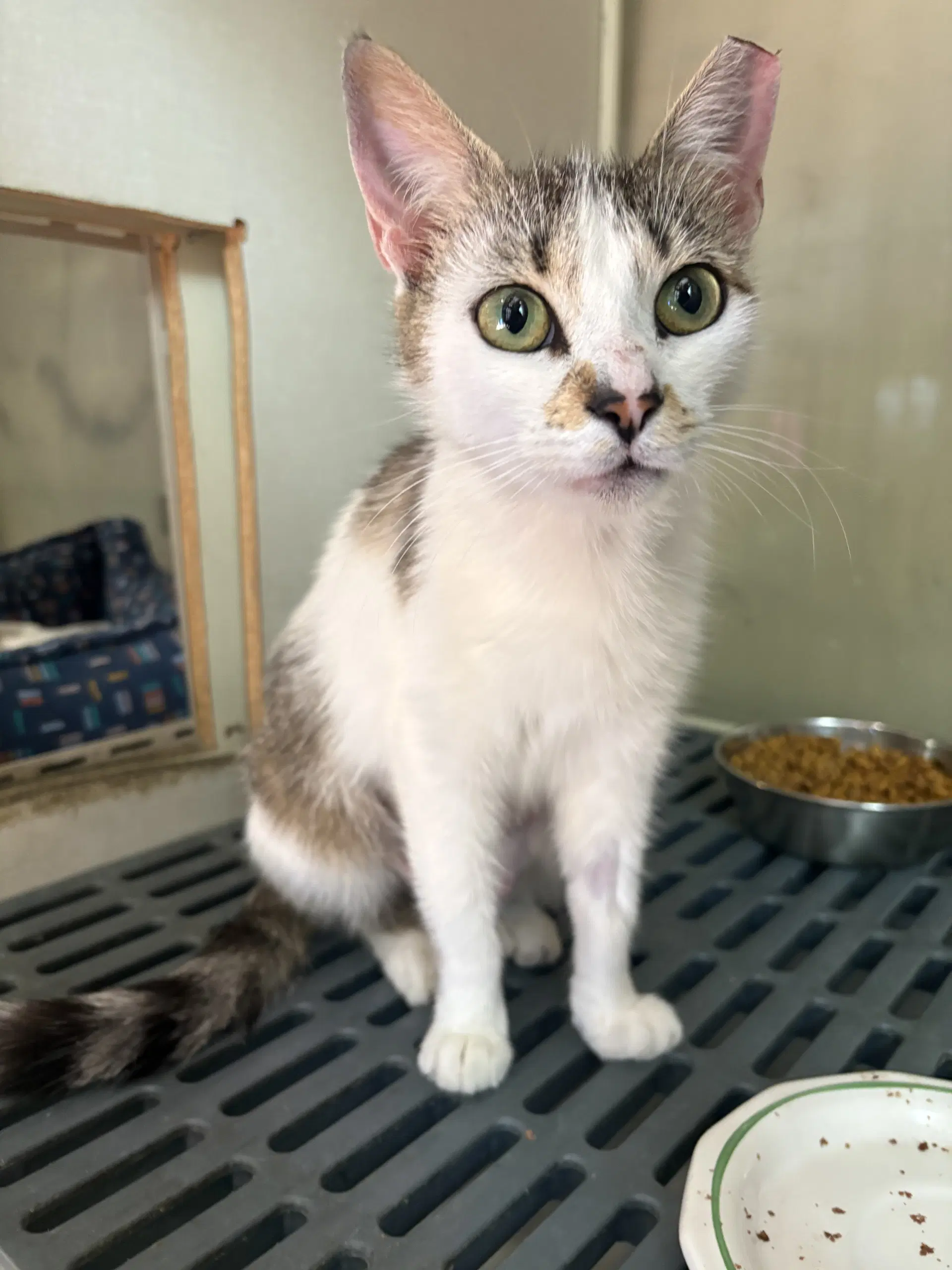 Angelica - Domestic Short Hair