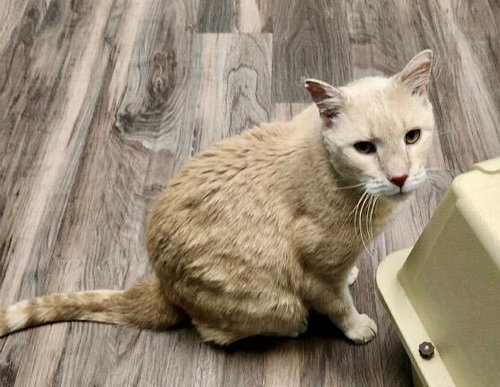 Finn-FIV Positive