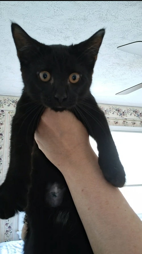 Pipsqueak