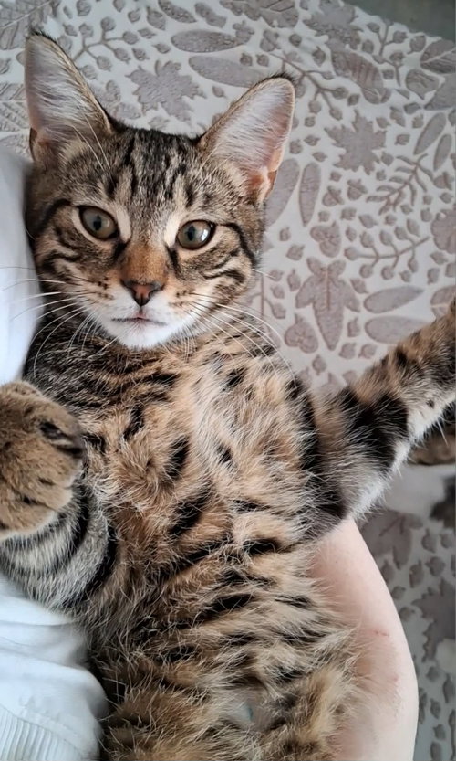 Woody, an adoptable Domestic Short Hair in Yardley, PA