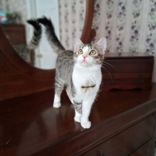 Oohlala, an adoptable Domestic Short Hair in Yardley, PA