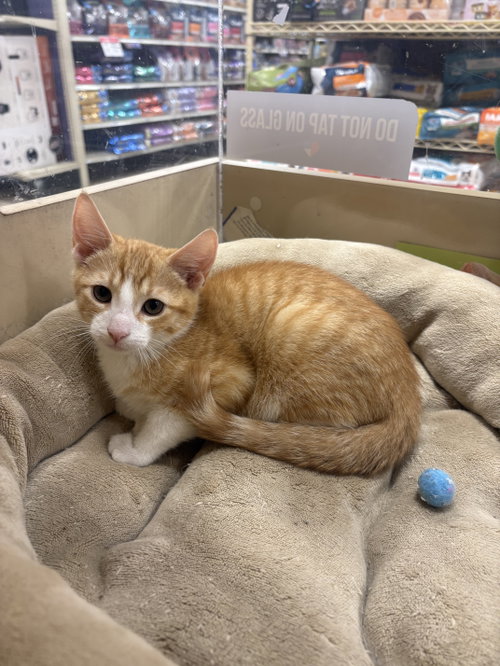 Mango, an adoptable Domestic Short Hair in Yardley, PA