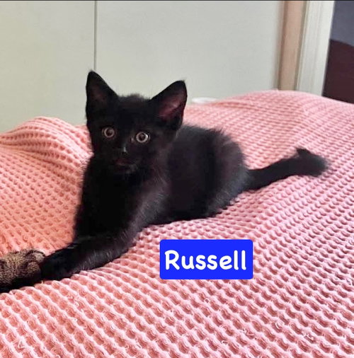 Russell, an adoptable Domestic Short Hair in Yardley, PA