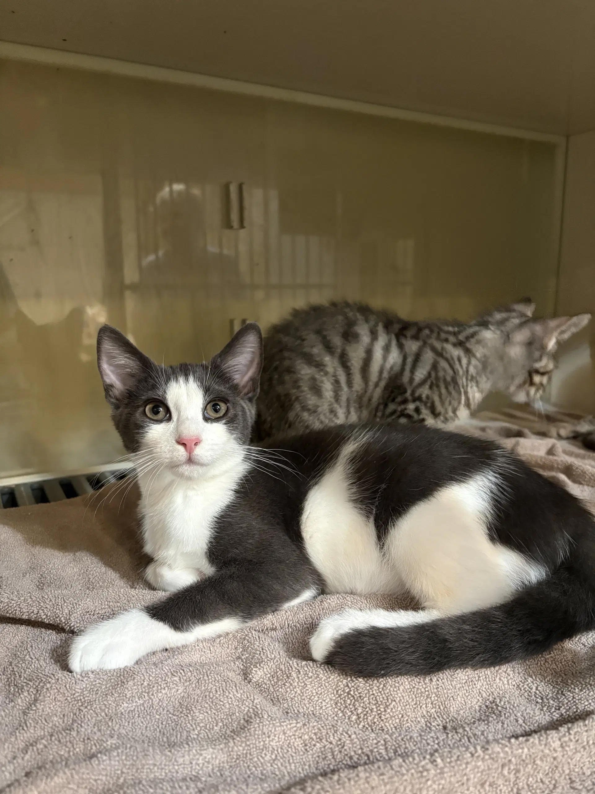Astro - Domestic Short Hair