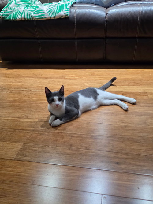 picture of the cat needing adoption