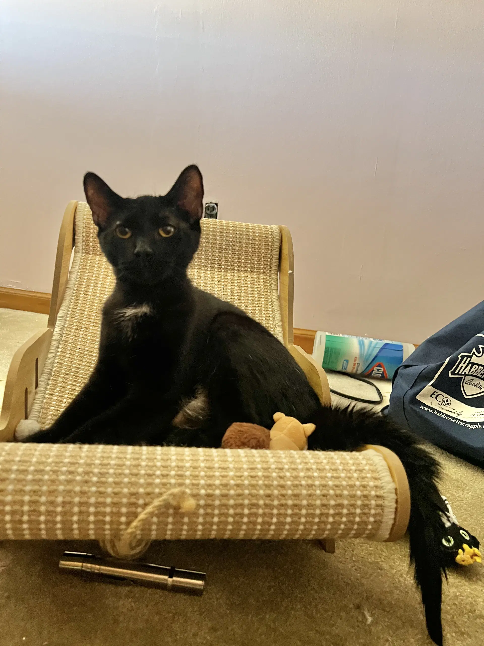 Riley - Domestic Short Hair