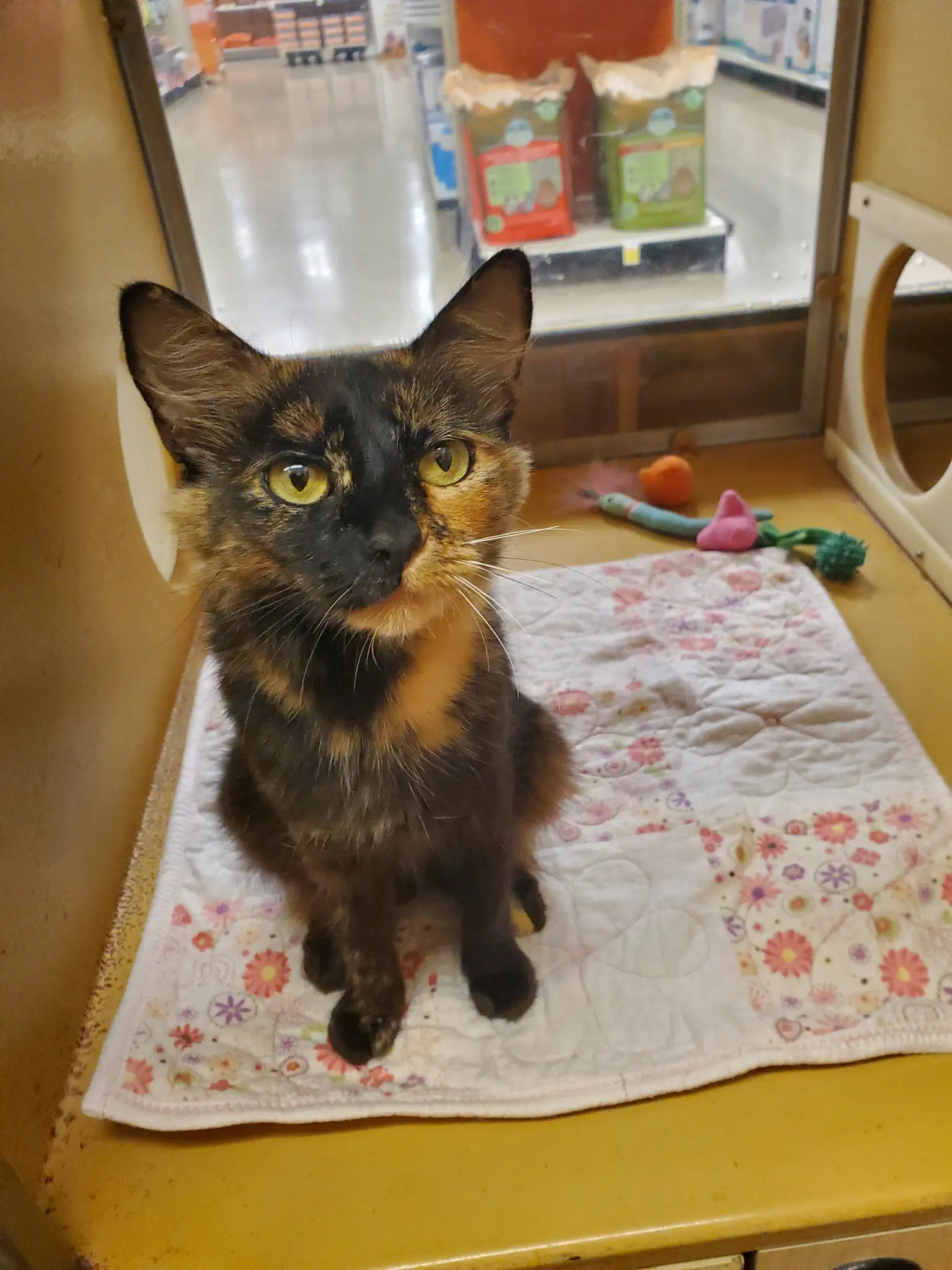 Star - Domestic Short Hair