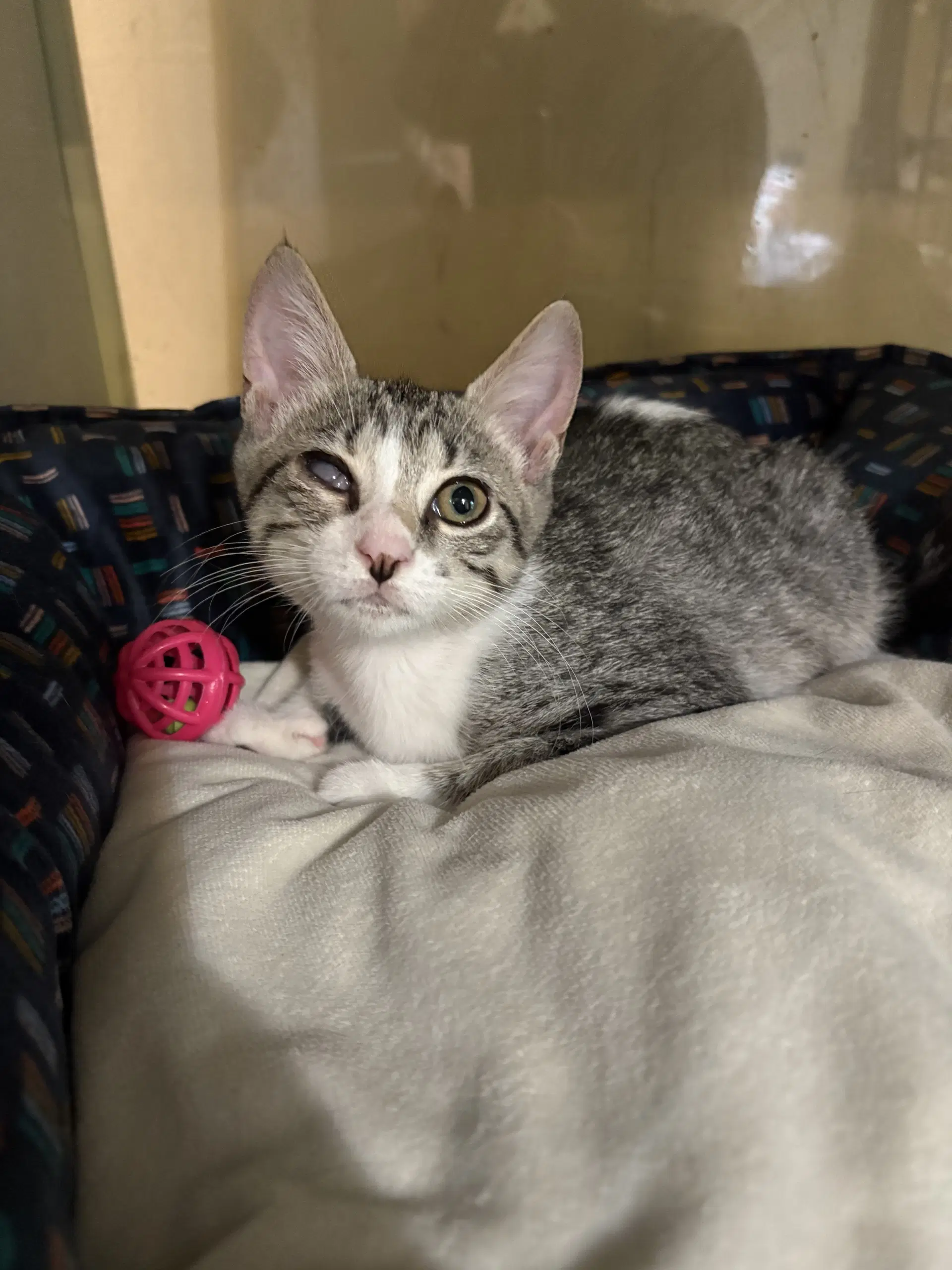 Moana - Domestic Short Hair