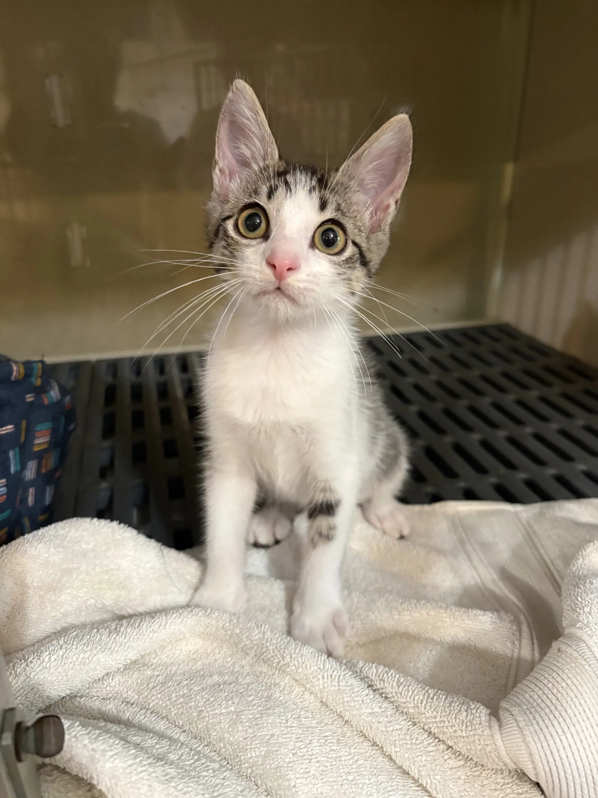Merida - Domestic Short Hair