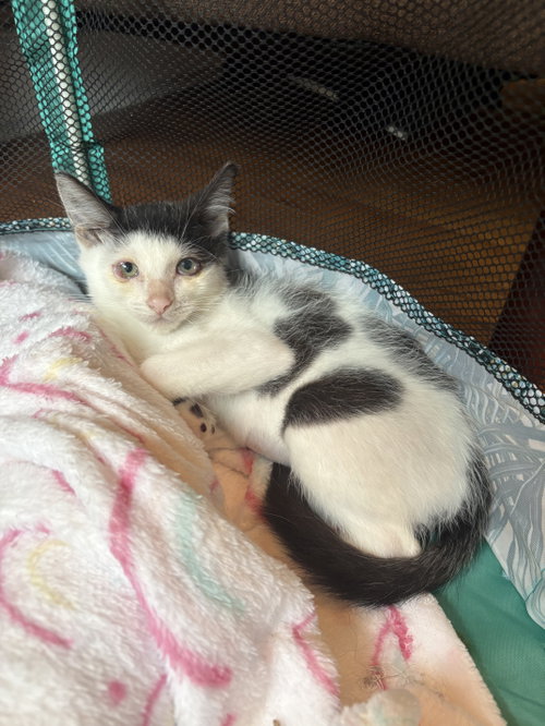 picture of the cat needing adoption