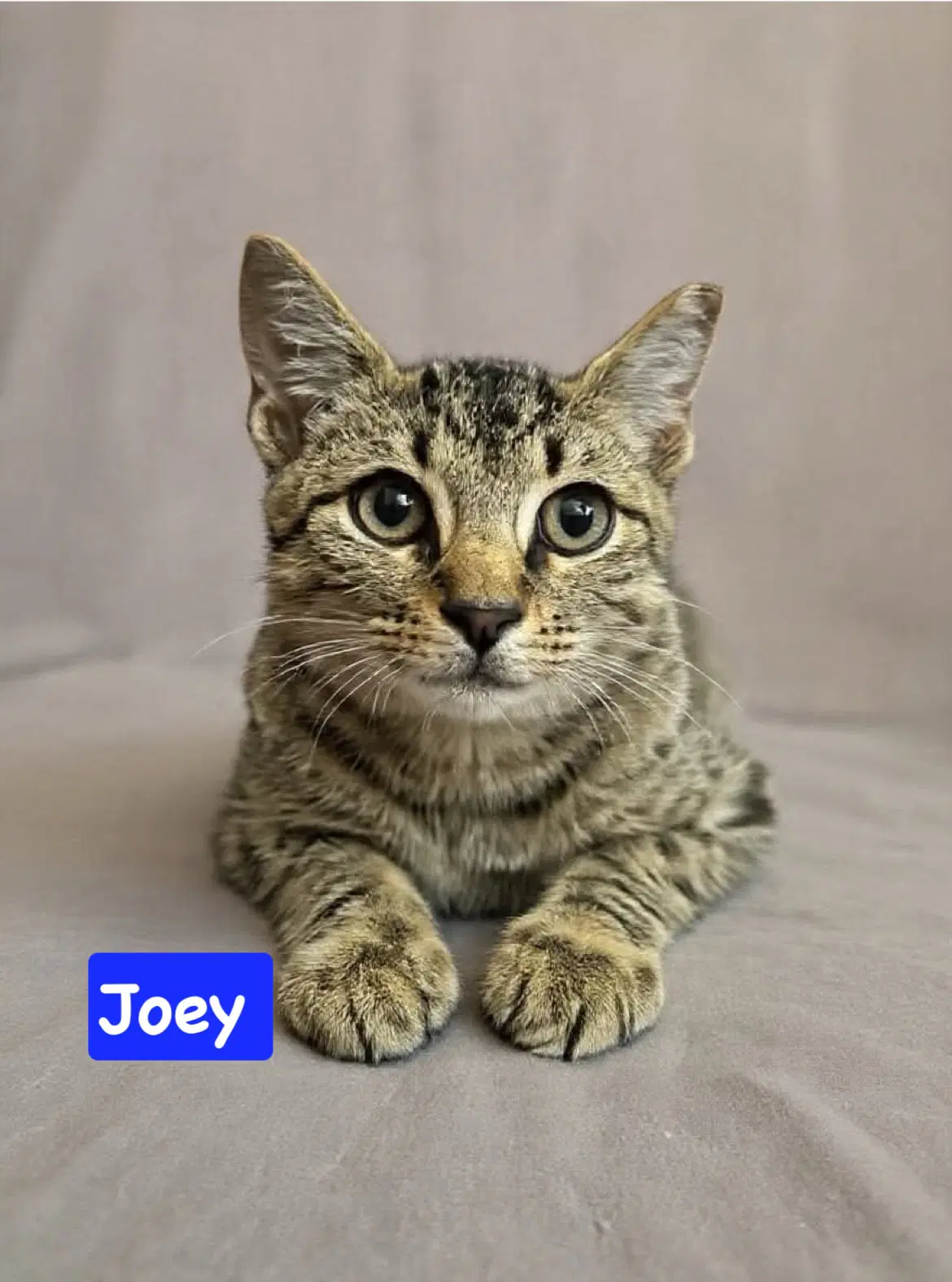 Joey - Domestic Short Hair