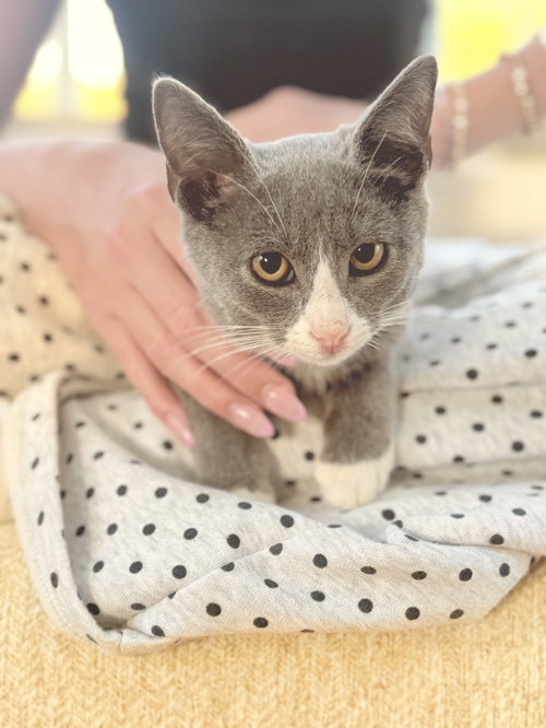 picture of the cat needing adoption