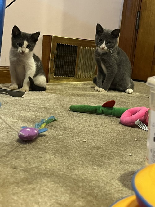 picture of the cat needing adoption