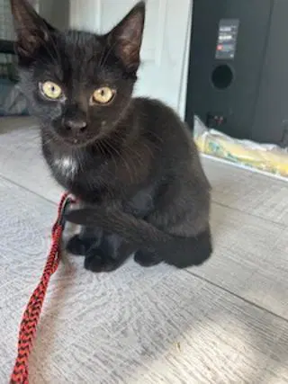Neil - Domestic Short Hair
