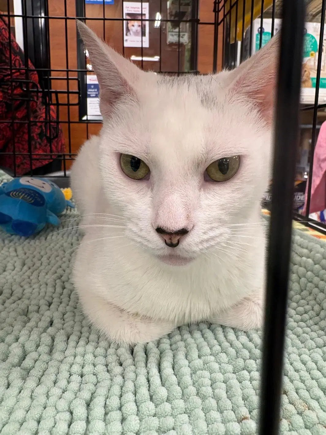 Olivia - Domestic Short Hair