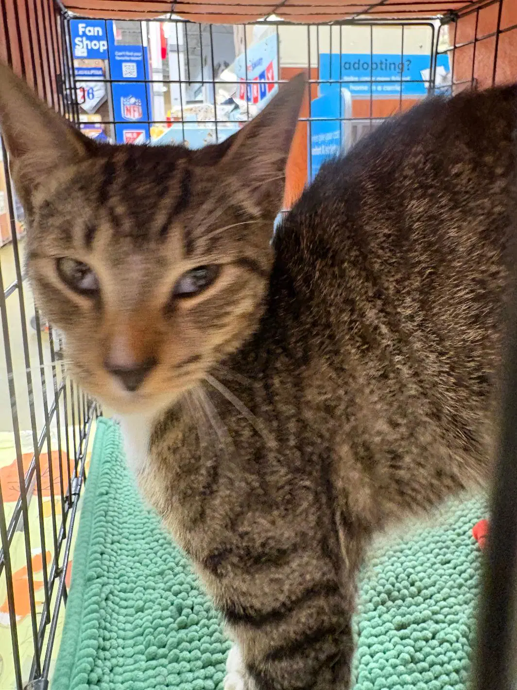 Otto - Domestic Short Hair