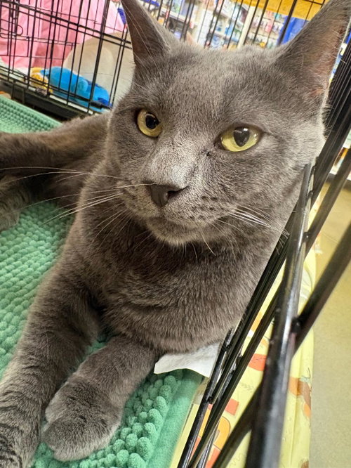Theo, a cat for adoption from Four the Paws Inc.