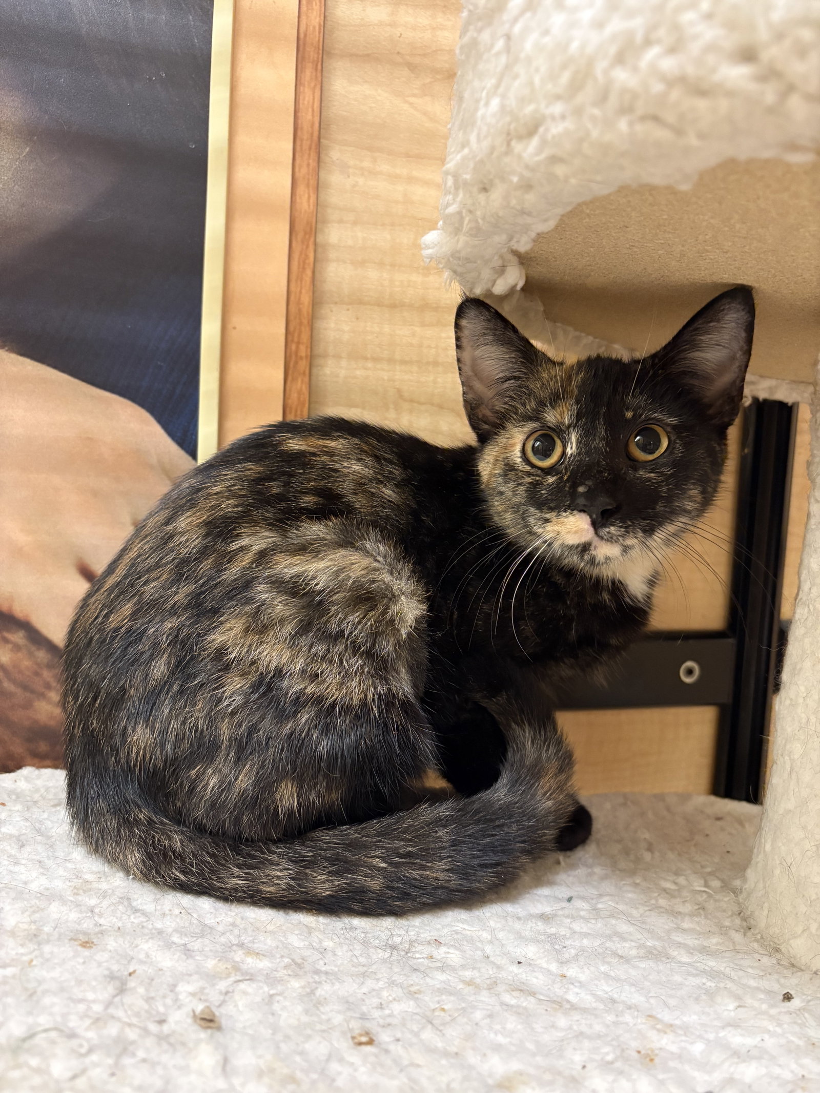 Eden, Domestic Short Hair