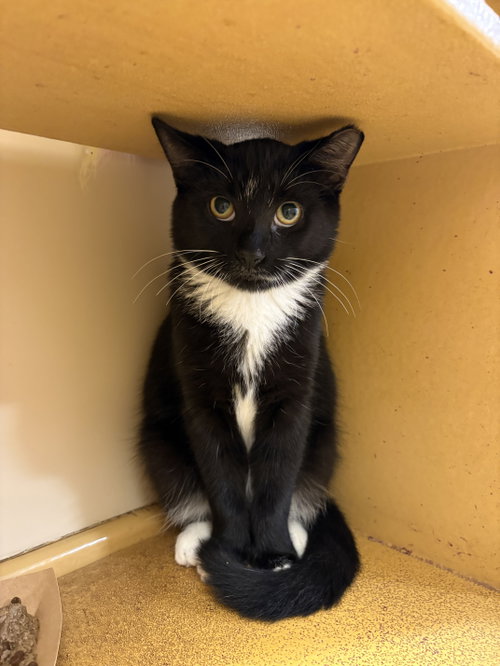 Roger, a cat for adoption from Four the Paws Inc.