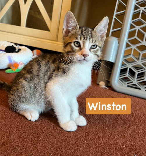 Winston, a cat for adoption from Four the Paws Inc.
