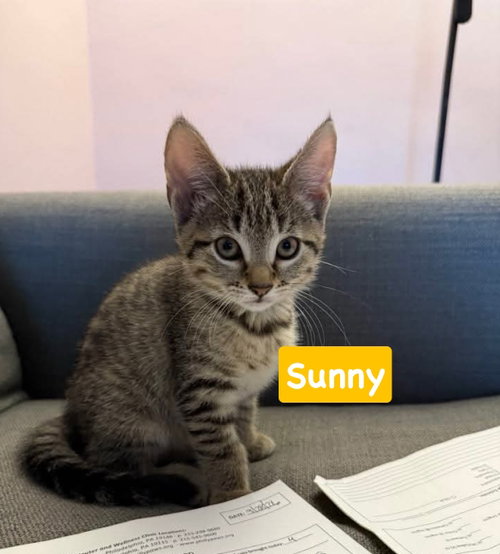 Sunny, a cat for adoption from Four the Paws Inc.