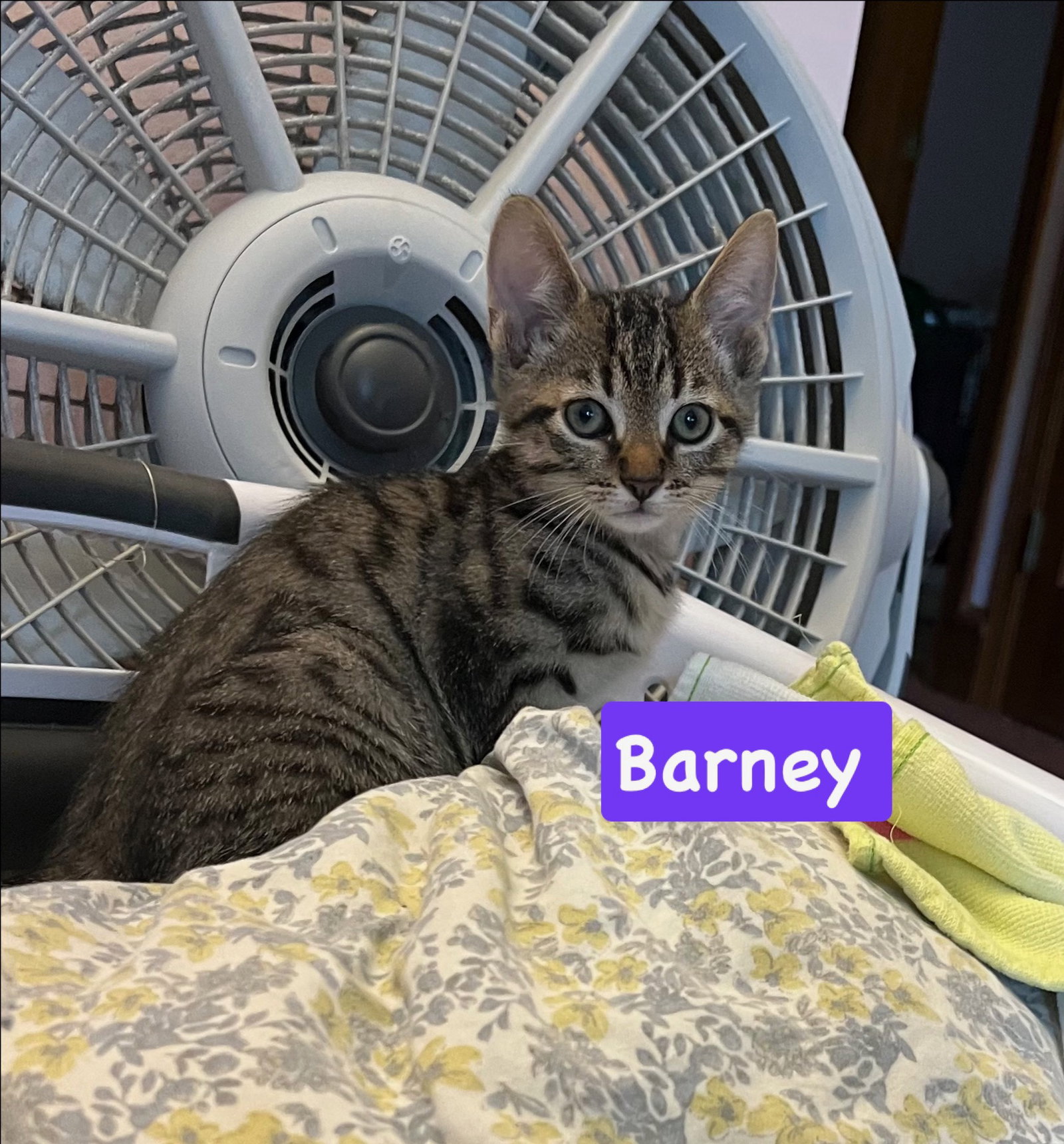 Barney, Tabby