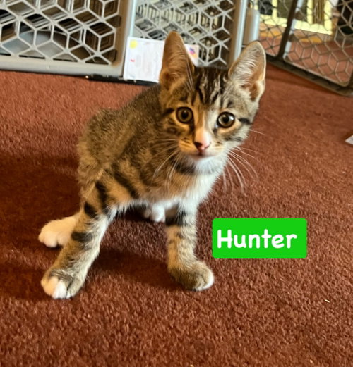 Hunter, a cat for adoption from Four the Paws Inc.