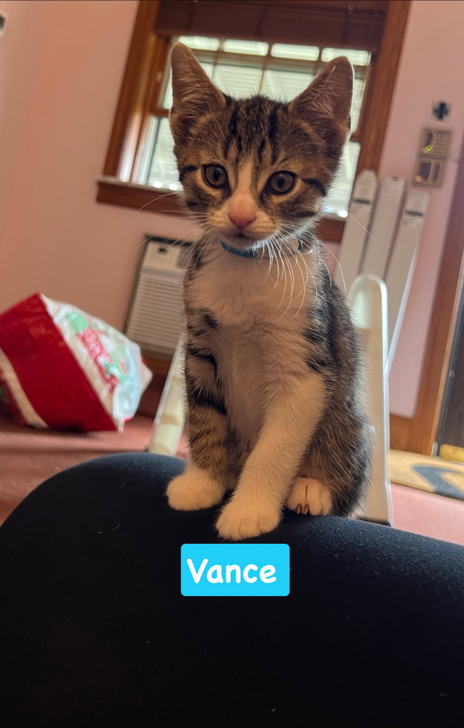 Vance, Tabby