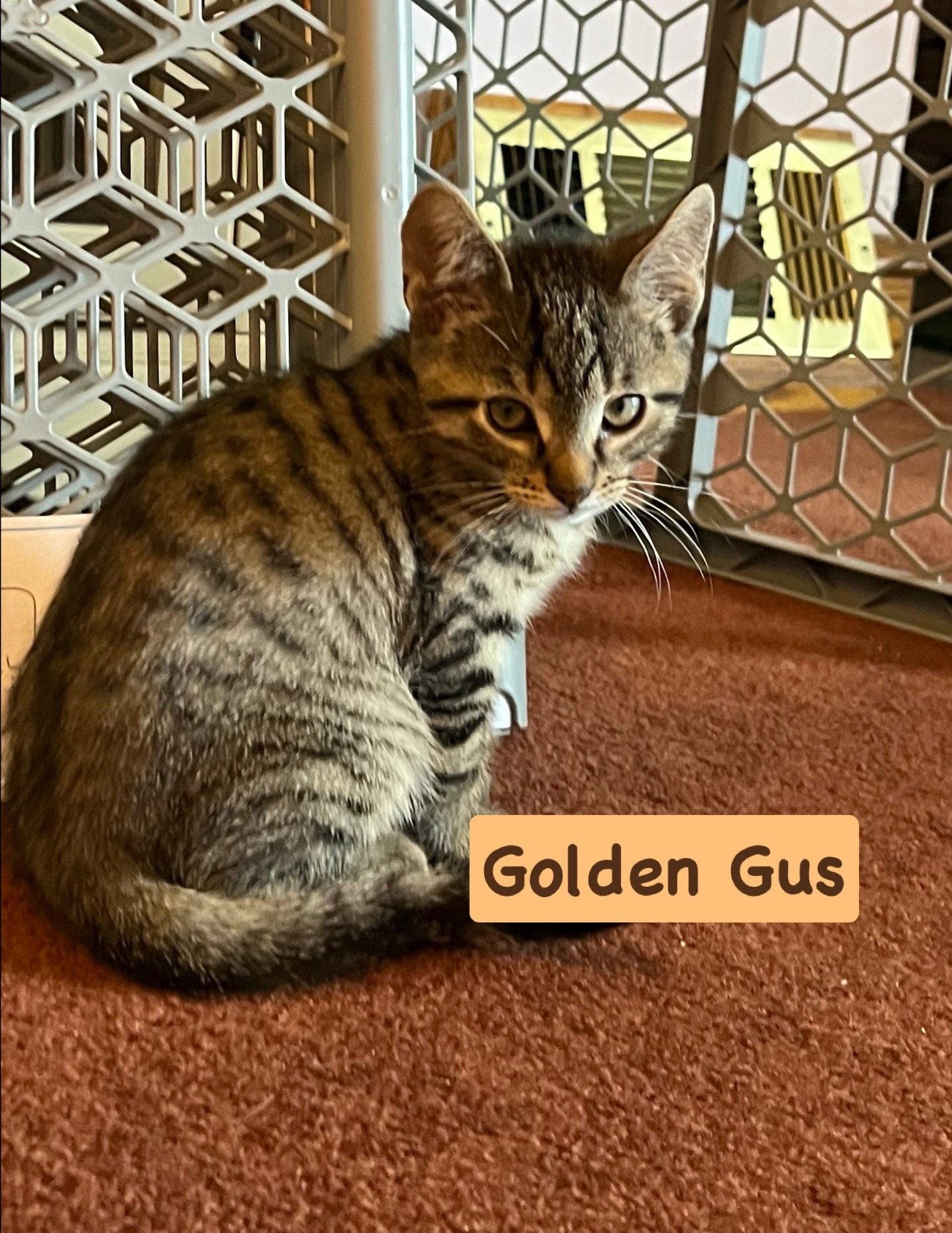 Gus, Tabby
