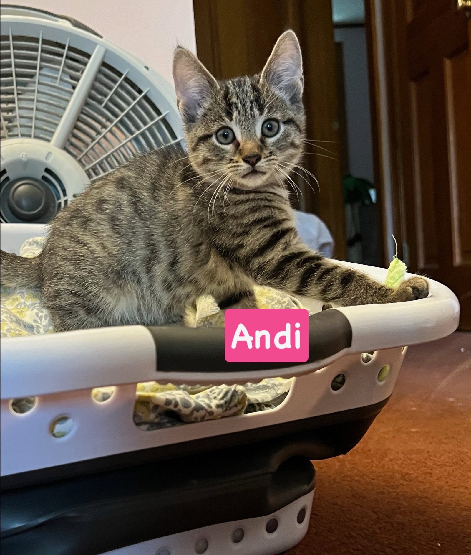 Andi, Tabby
