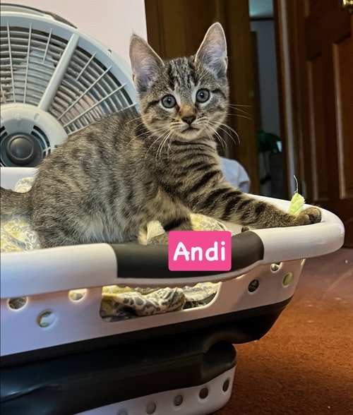 Andi, a cat for adoption from Four the Paws Inc.