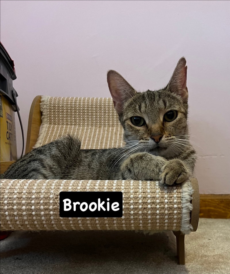Brookie, photo 2