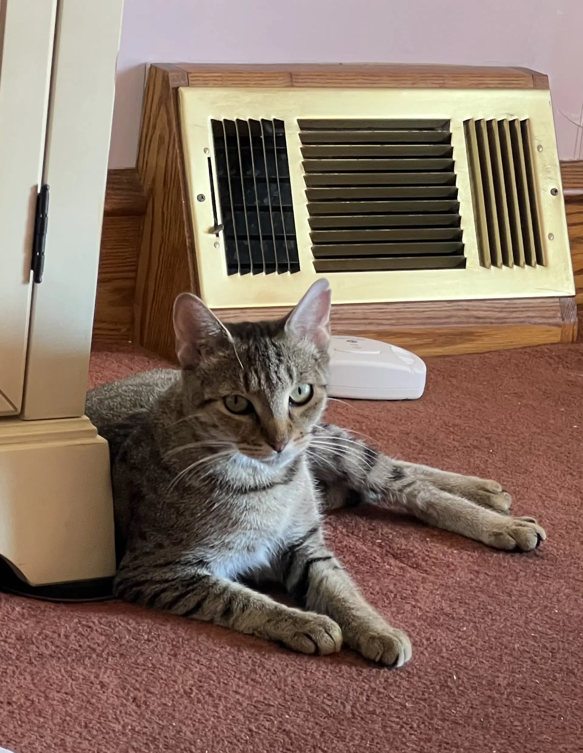 Brookie - Tabby