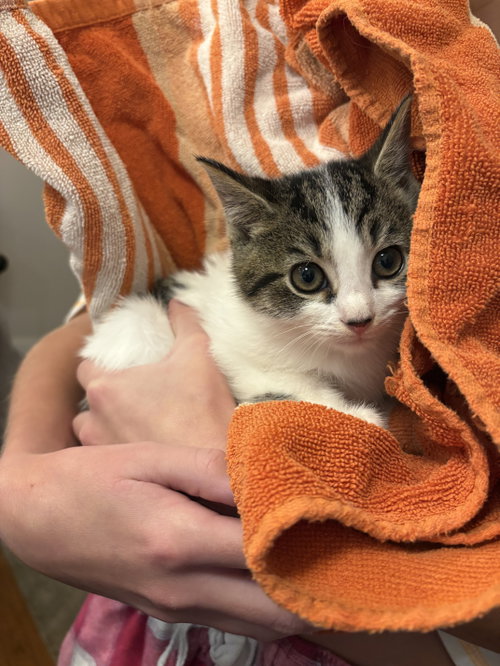 Buffy, Domestic Short Hair / Tabby (short coat)