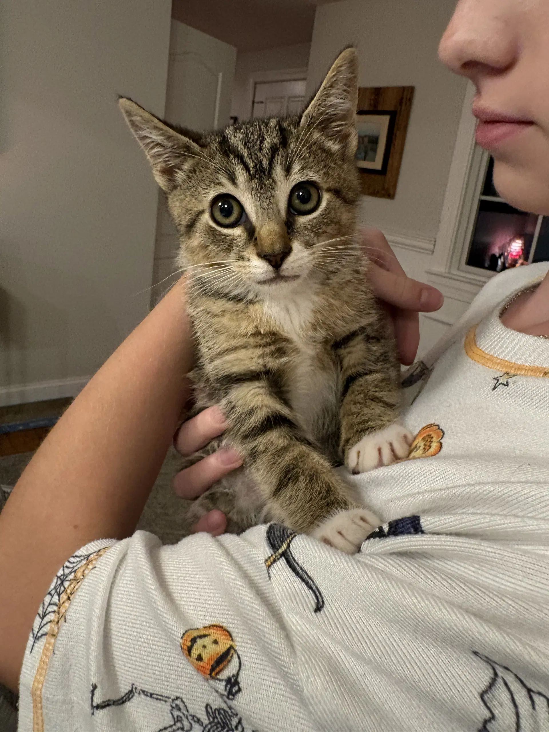 Merlin - Domestic Short Hair