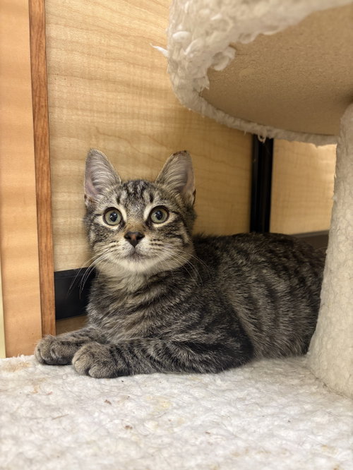 Squeaky, a cat for adoption from Four the Paws Inc.