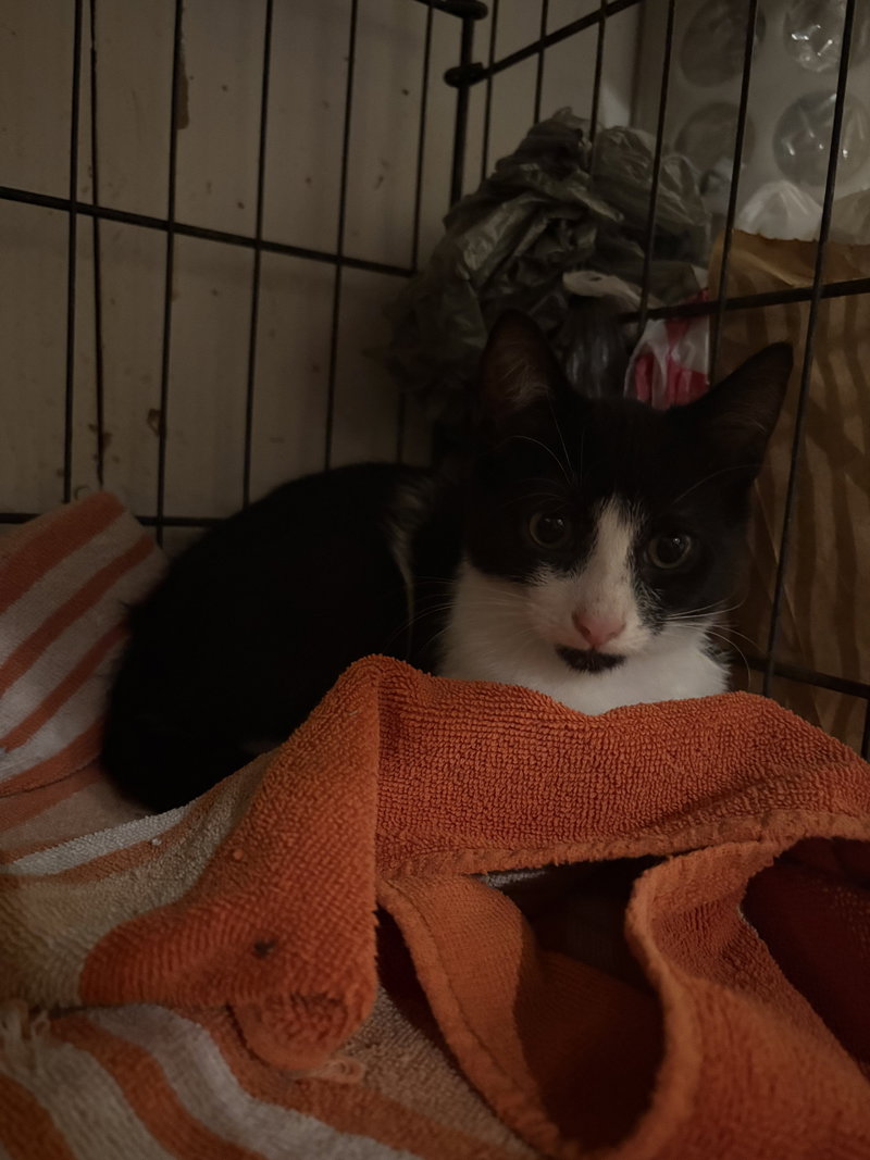 Cheddar, photo 2