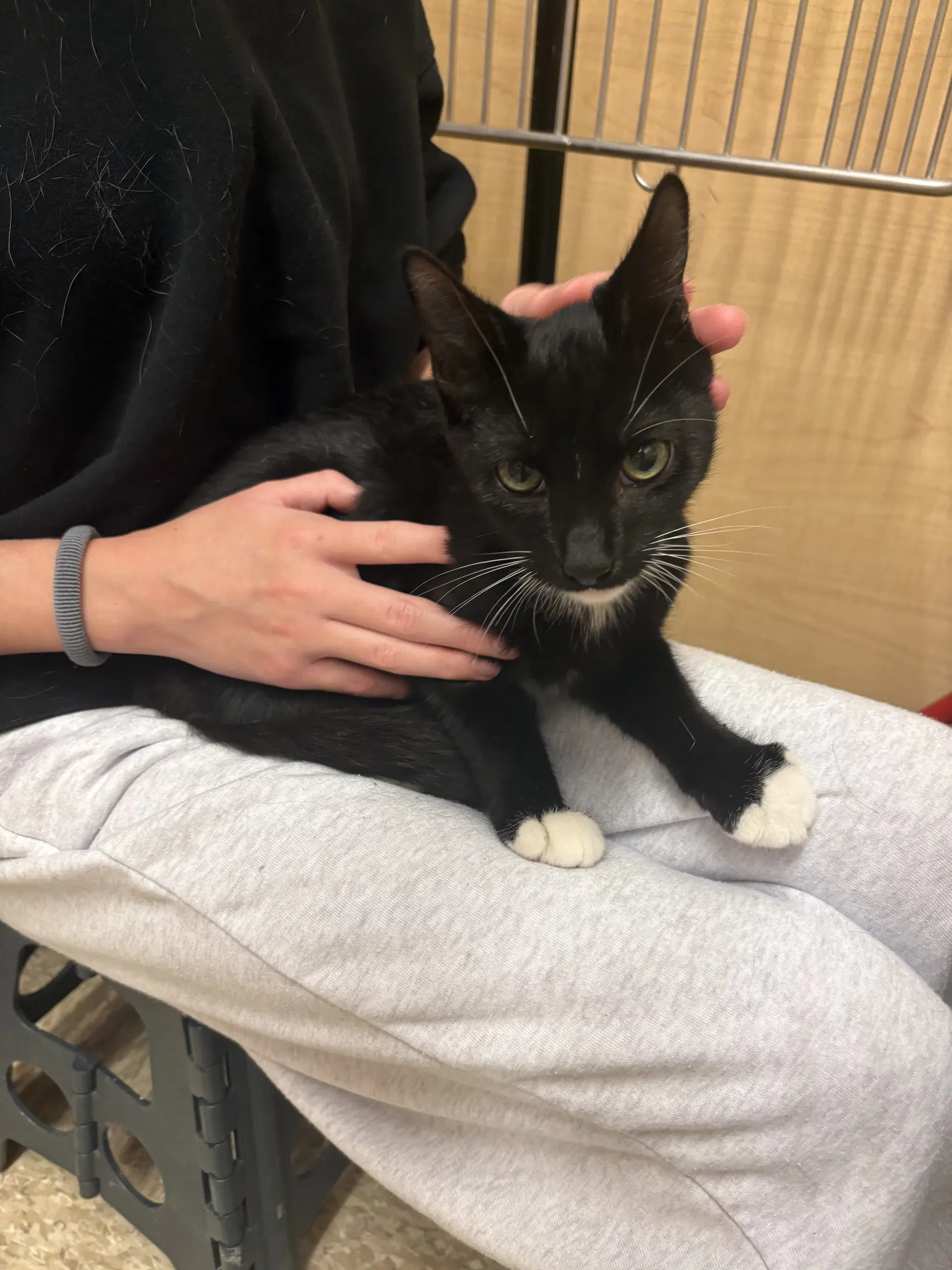 Mozzerella - Domestic Short Hair