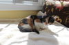 Kiki