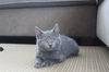 Graydy